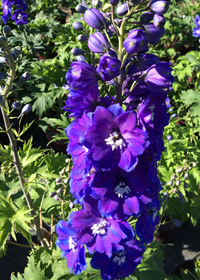 Delphinium elatum 'Guardian Blue'